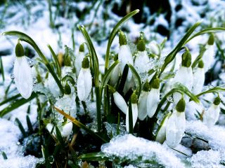 Snowdrops in the snow