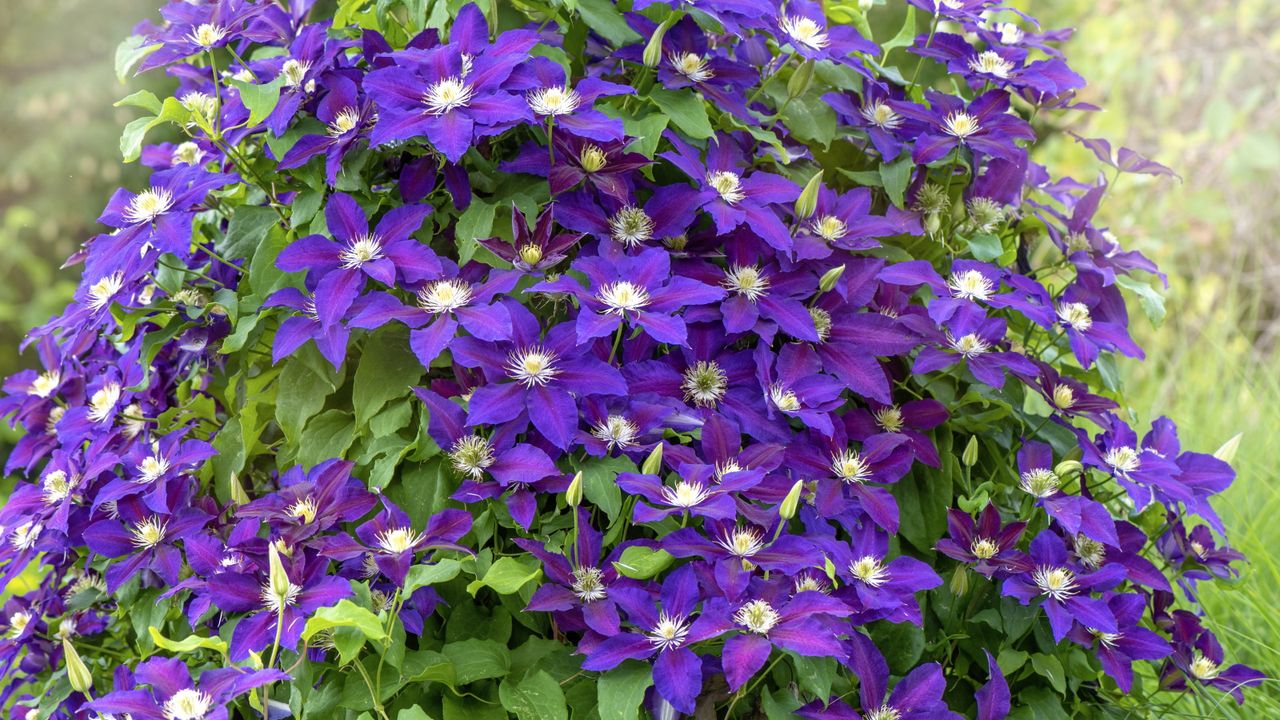 Purple clematis flowers in bloom