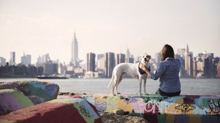 Dog against New York backdrop