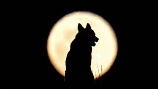 A dog sits as Full Moon rises over Mount Artos in Gevas district of Van, Turkiye on February 12, 2025.