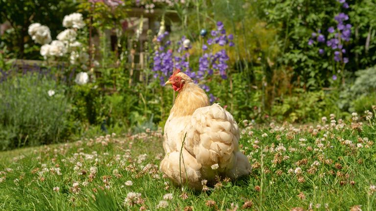 keeping chickens in a garden surrounded by flowers