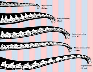 Sauropods' necks reached up to 50 feet (15 meters) in length, six times longer than that of the current world-record holder, the giraffe.