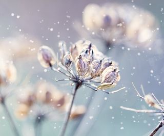 Dried seed heads on a plant in snow