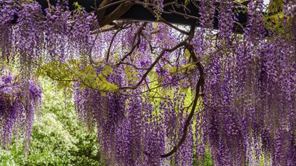 wisteria trailing from a pergola and trellis