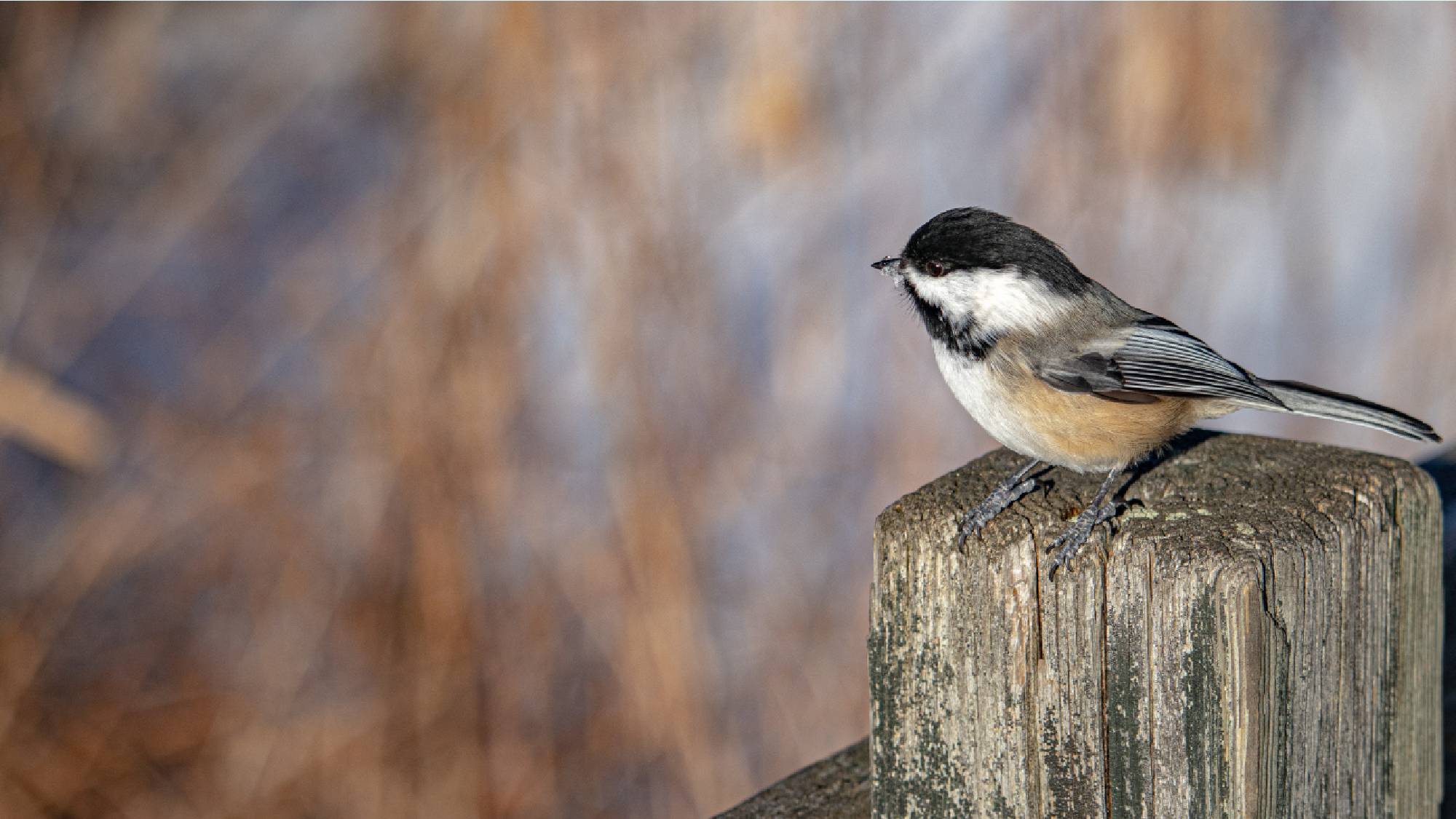 Chickadees