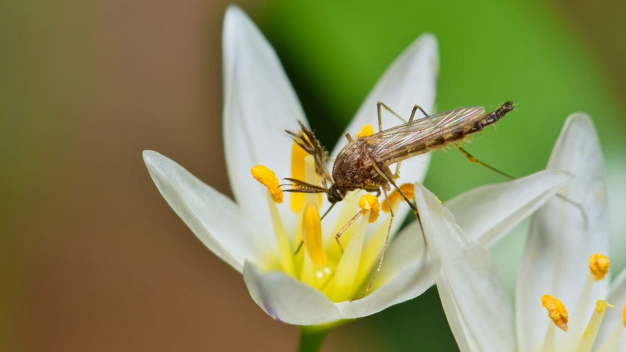 Mosquito repellent plants - mosquito on white wildflower