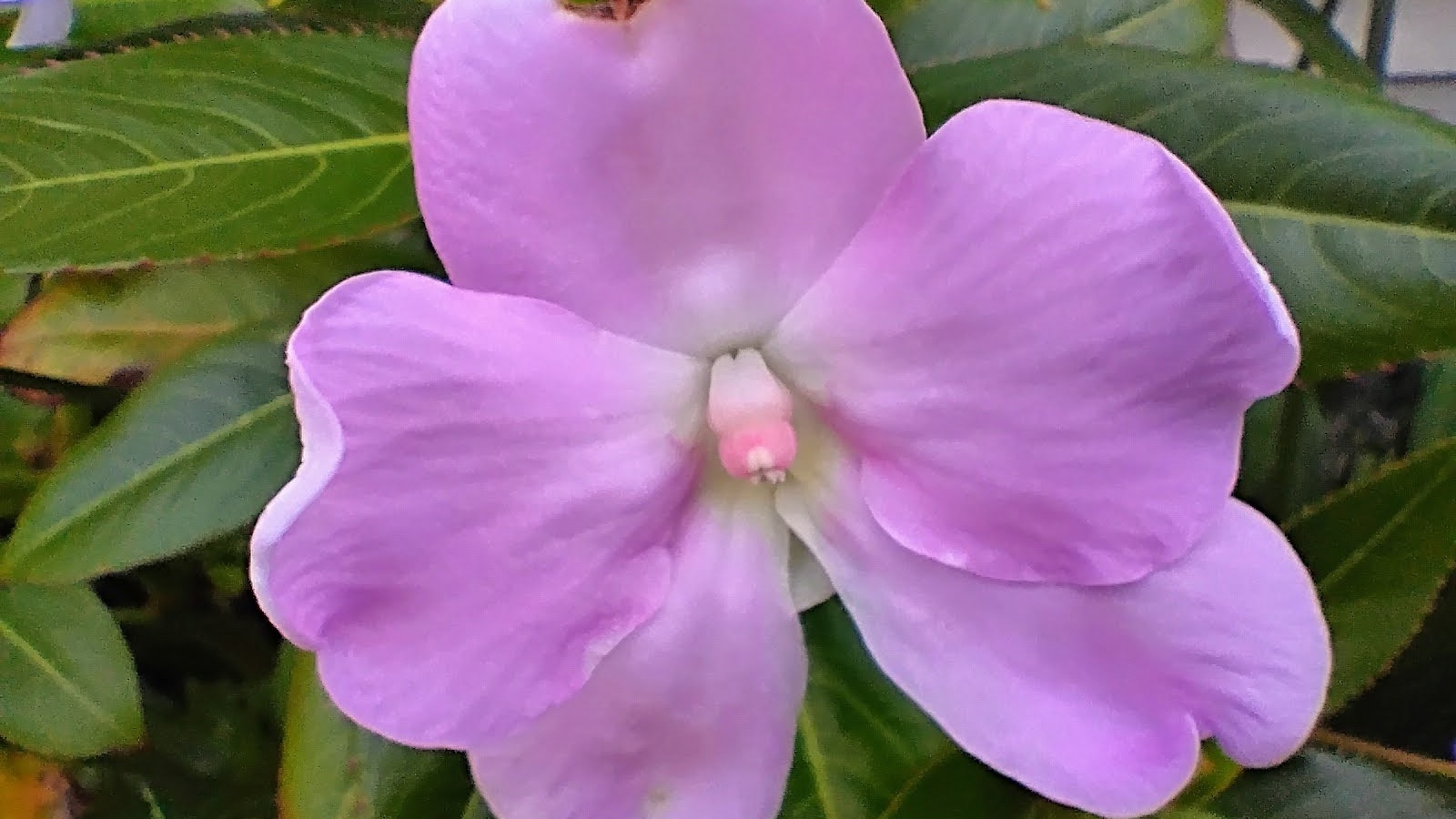 Moto G 5G 2024 macro camera sample featuring a close-up of an impatiens