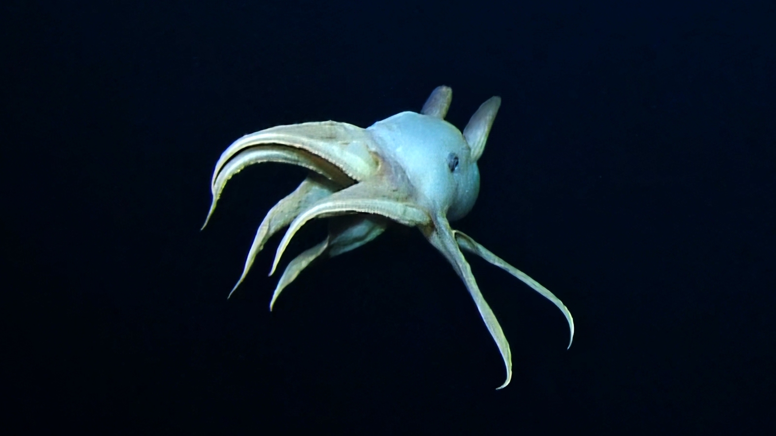 The dumbo octopus swimming through the dark deep sea