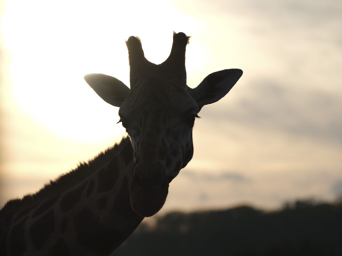 Wildlife photos taken with the Fujifilm GFX100S II