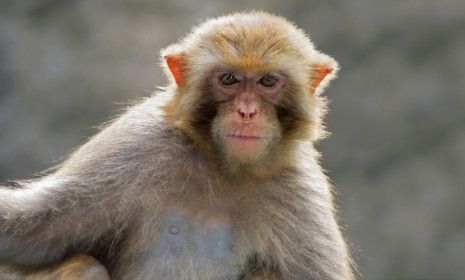 A rhesus monkey