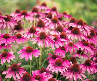 pink coneflowers in prairie planting scheme