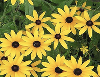 Black Eyed Susan seeds, Amazon