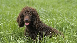 Irish Water Spaniel