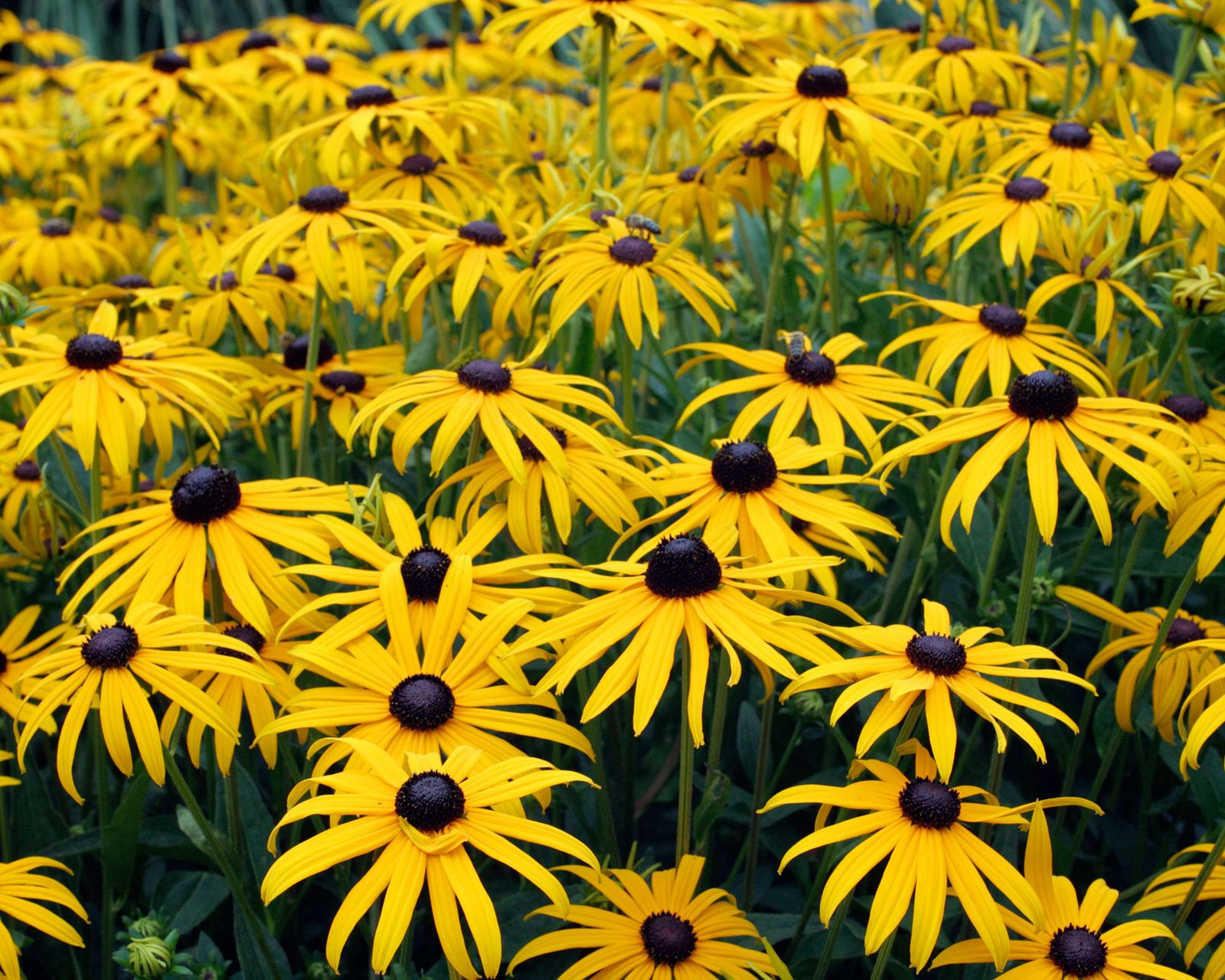 Black-eyed Susan care and growing guide: top rudbeckia tips | Gardeningetc