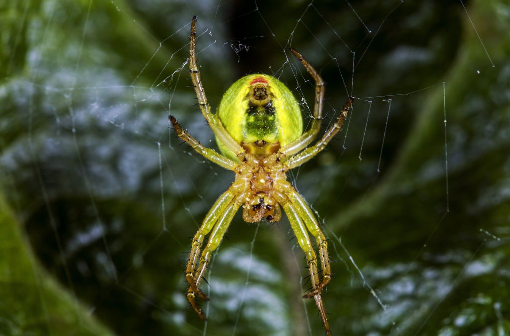 Newly discovered neon-green spider named after the 'Lady Gaga of mathematics'
