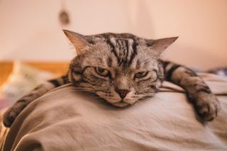 Grumpy disdainful cat - what do cats hate?