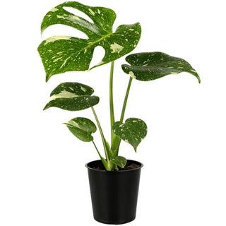 Wild Interiors Thai Constellation Green and Cream Monstera Live Plants in 5” Grower Pot, House Plant, Bright Indirect Light