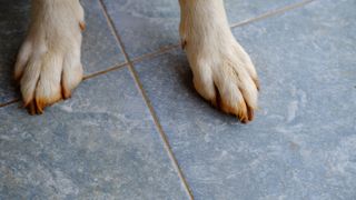 dog paws on grey tiled floor