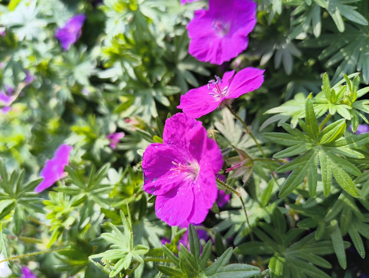 Close-up of pink flowers on a bush