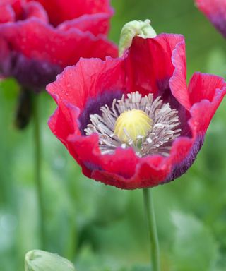 PAPAVER SOMNIFERUM