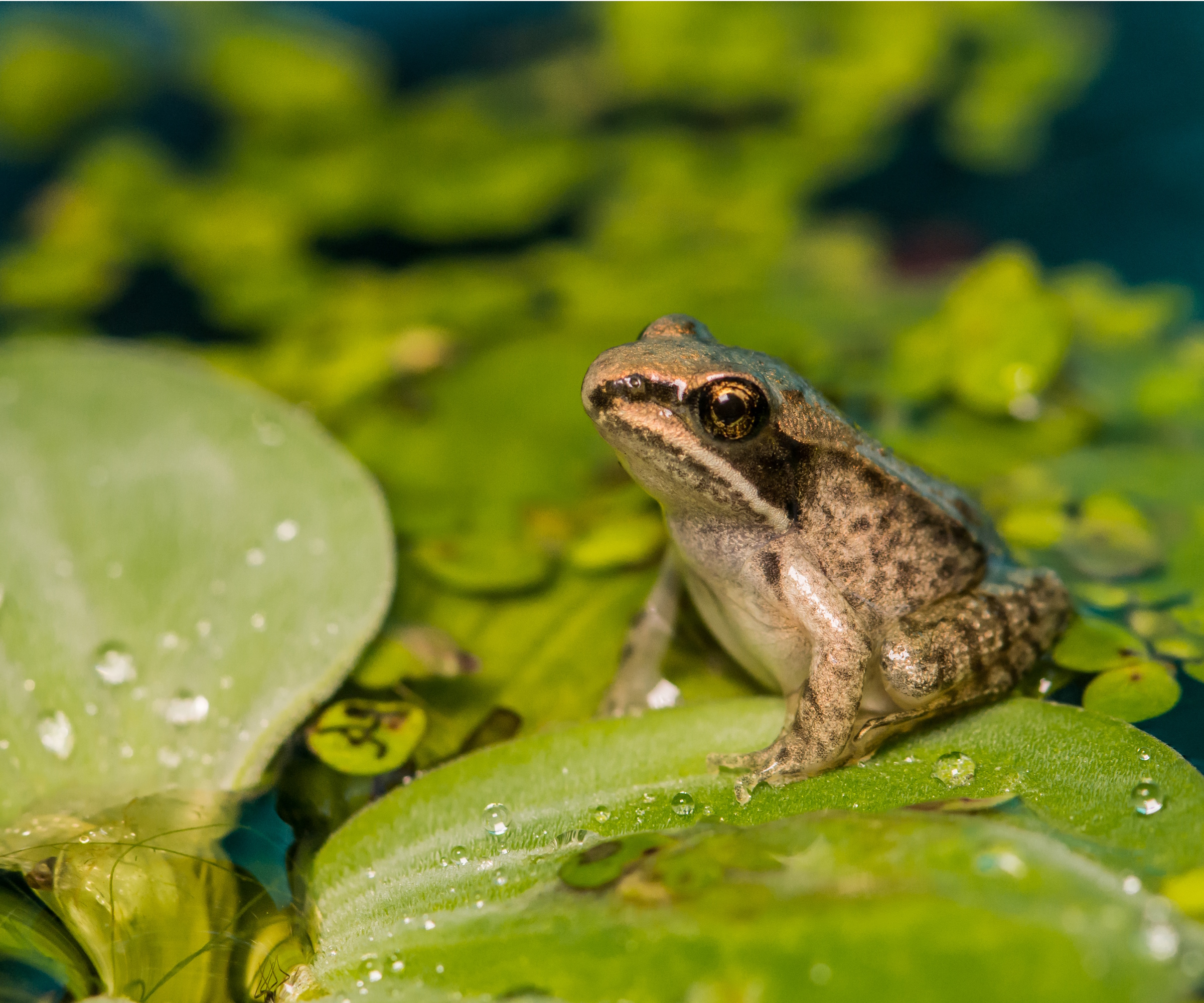 Frog in pond
