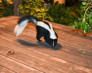 Skunk in Backyard Patio