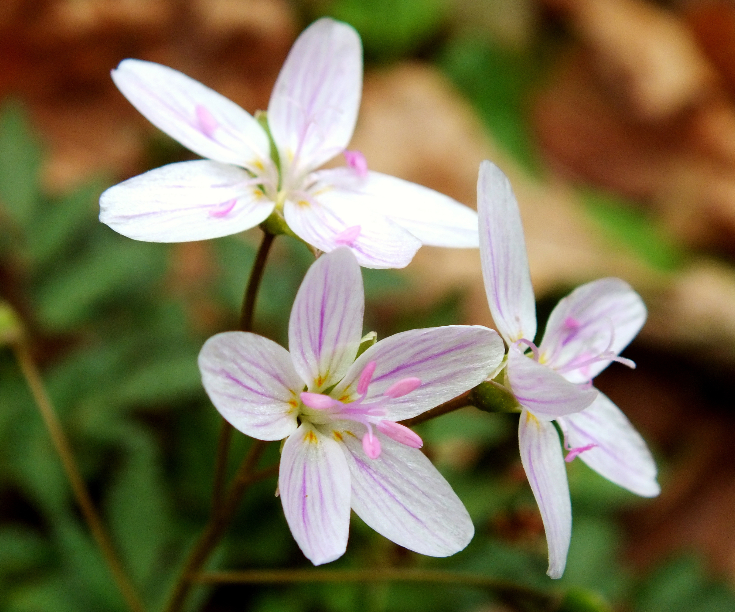 Spring Beauty (Claytonia virginica) From Beaman's Park in the spring