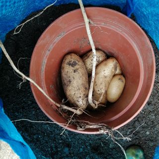 potatoes in pot