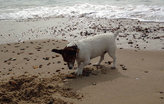 Pringle playing on the beach while we visited dad in hospital