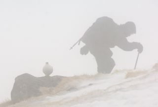 ROCK PTARMIGAN