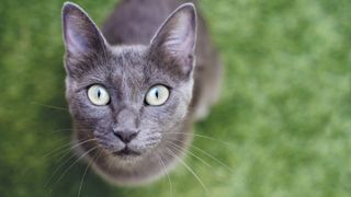 Russian blue cat sitting on the grass and looking up into the camera