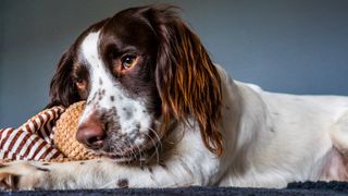 English springer spaniel with soft toy