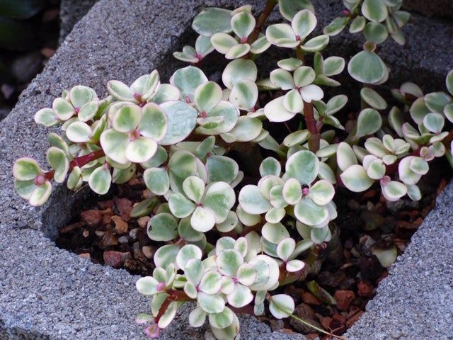 rainbow elephant bush