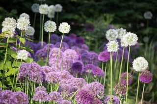 White and purple alliums flowers