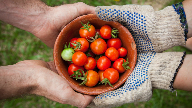 The best tomato plants