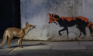 Fox meets fox portrait