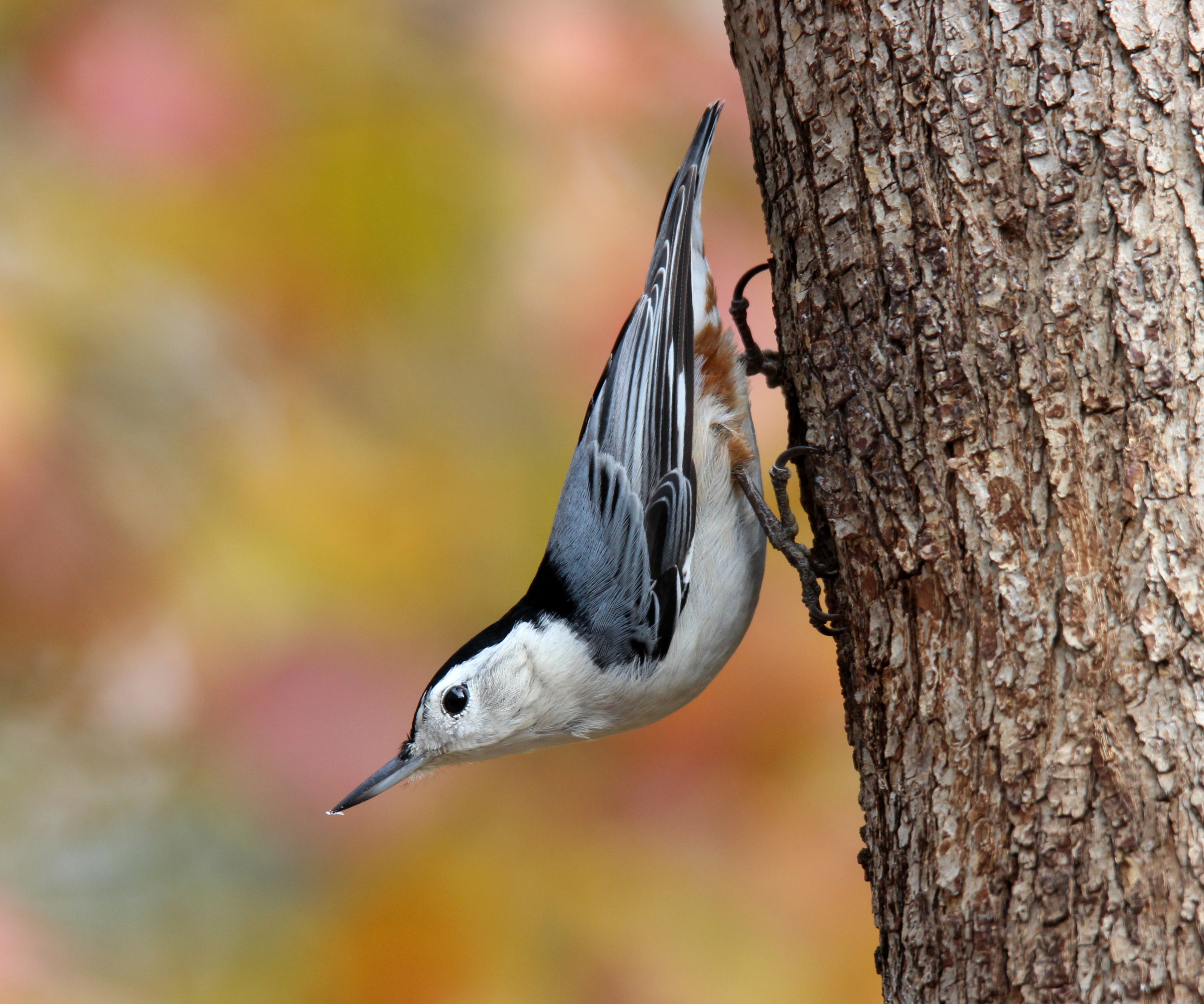 A white breasted nuthatch walking down a tree in Fall.