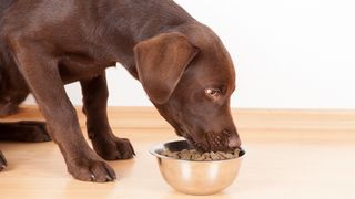 A chocolate lab eating kibble from a stainless steel bowl