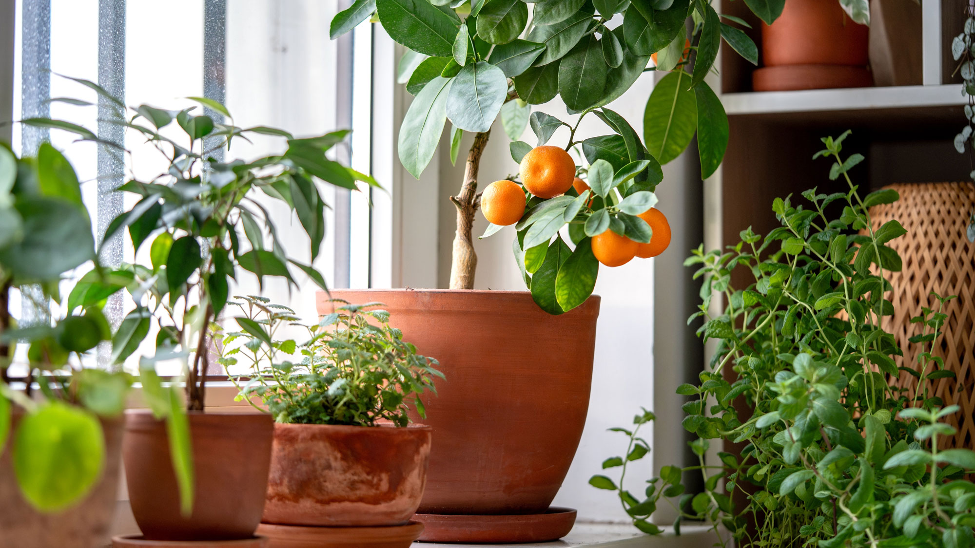 citrus plant with other plants near frosty window