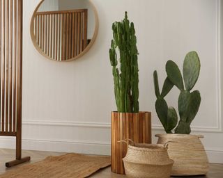Large cactus plants in planters in modern room next to round wooden mirror. One cactus had broad flat leaves, the other has thin vertical leaves that look like upright snakes