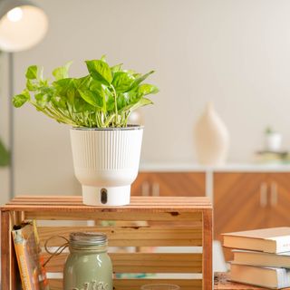 Global green pothos in a white pot