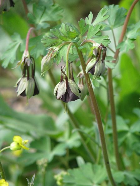 Green Flower Columbine Plant