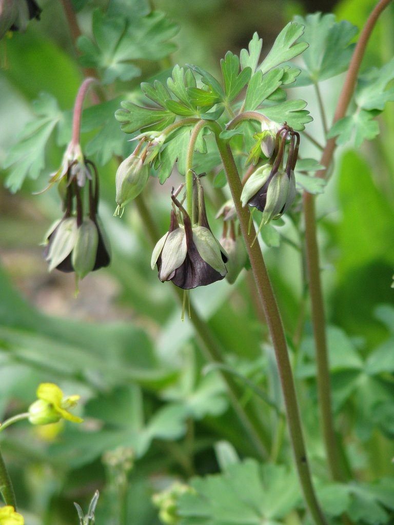 Green Flower Columbine Plant