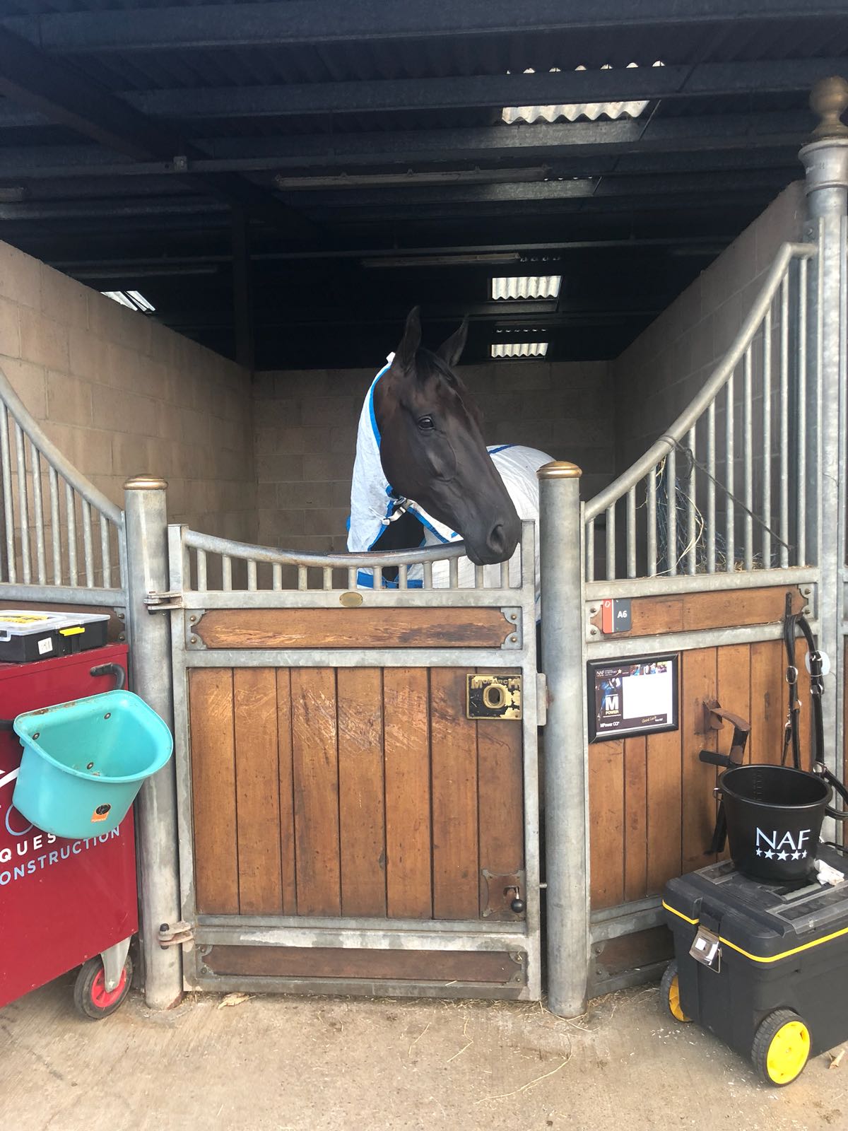Ted-stable.jpg