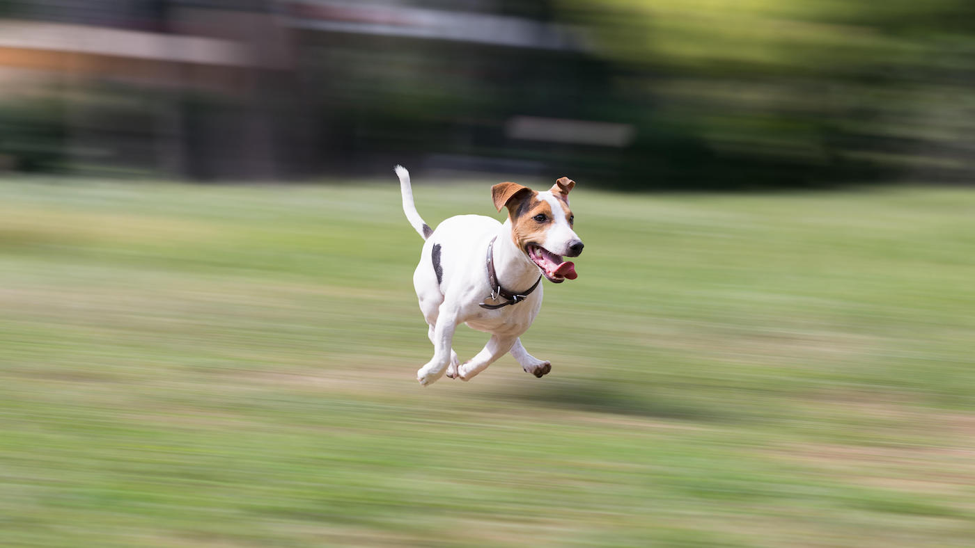 Jack Russell terrier galloping