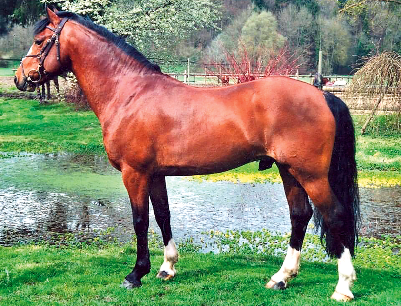 Mancho Carwyn