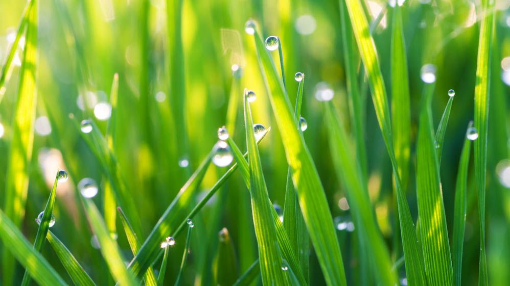 When is the best time to water your lawn? Here’s what the experts say ...