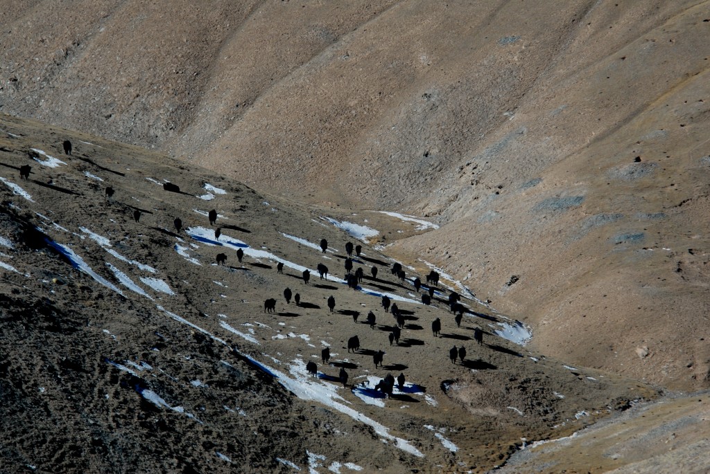 yaks, endangered species