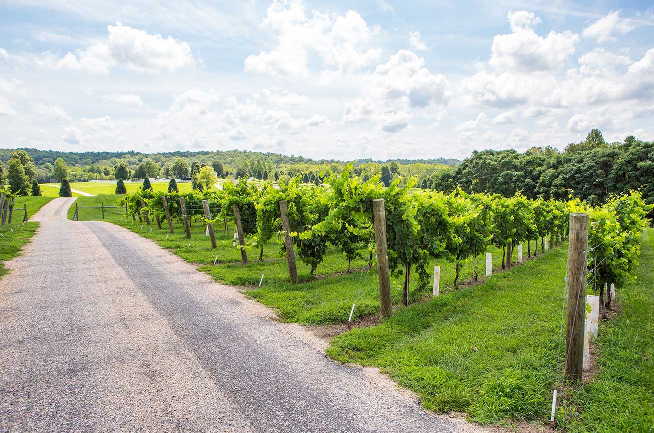 Virginia wine estate
