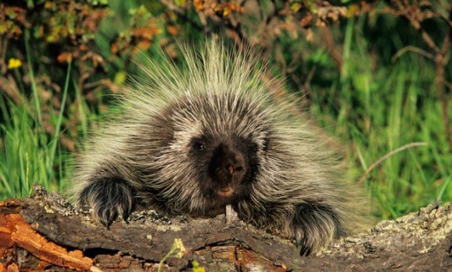 Porcupine Quills Inspire Next Generation Needles